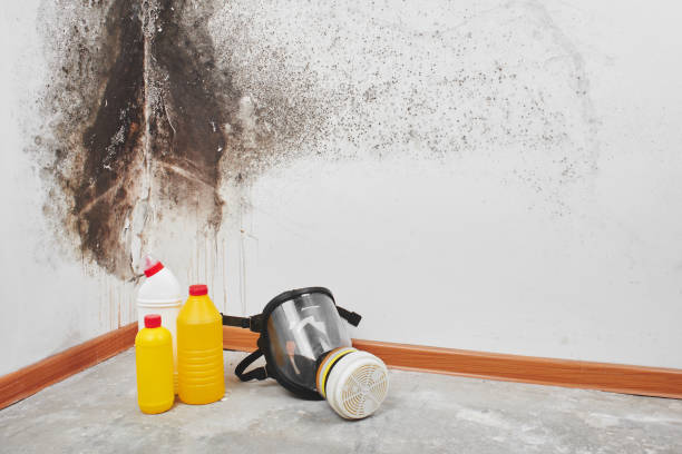  Wellsville, UT Mold Removal Pros