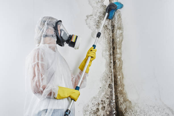 Best Mold Remediation for Specific Building Types in Wellsville, UT