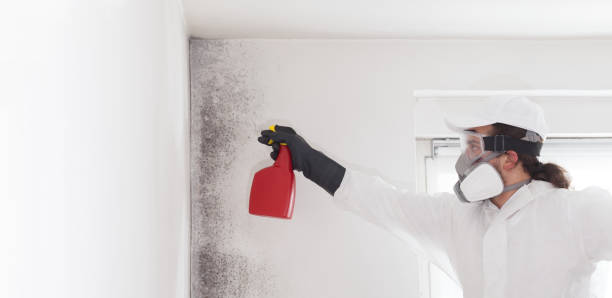 Professional Mold Remediation in Wellsville, UT