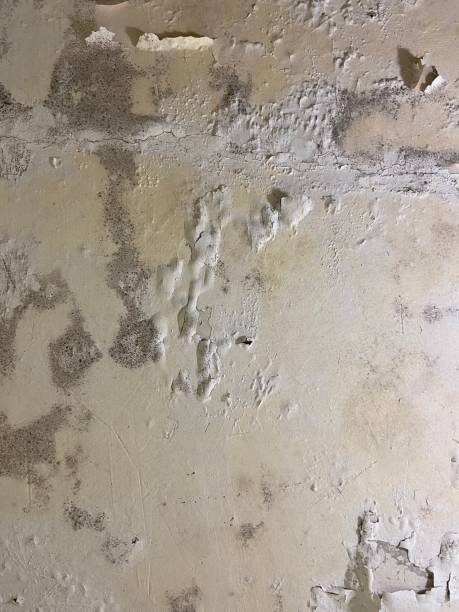 Best Post-Flood Mold Remediation in Wellsville, UT