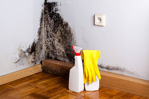 Best Kitchen Mold Remediation in Wellsville, UT