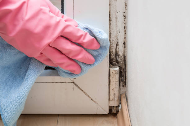 Best Residential Mold Remediation in Wellsville, UT